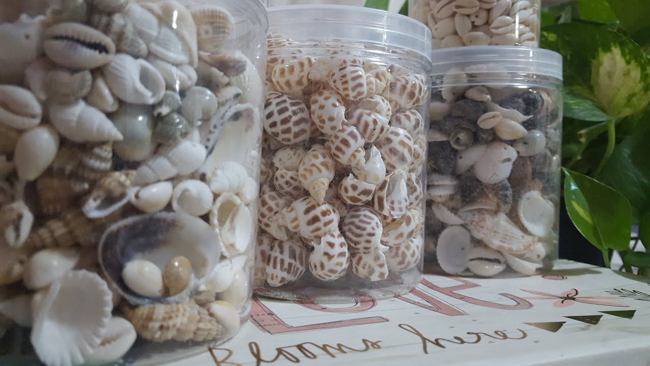 Que accesorios se pueden hacer con conchas     beebeecraft