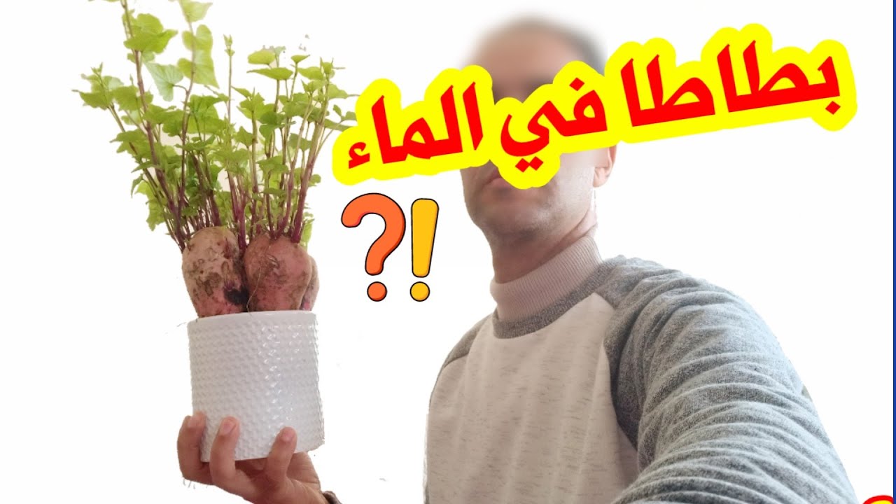 زراعة البطاطا الحلوة في الماء ، روعة روعة