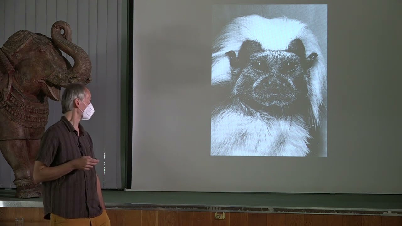 Pavel Brandl: Z klecí na Opičí ostrovy
