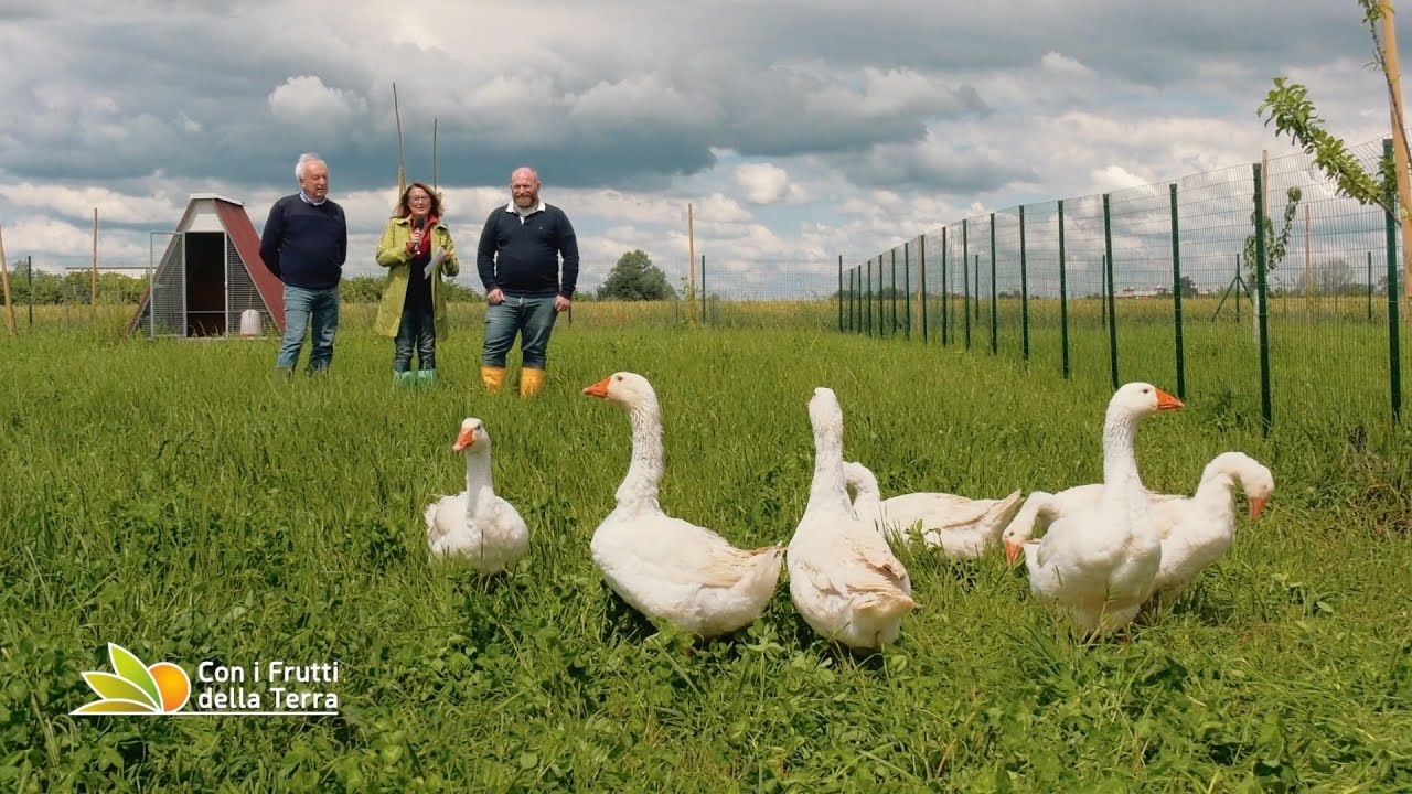 Razze avicole romagnole patrimonio di biodiversità