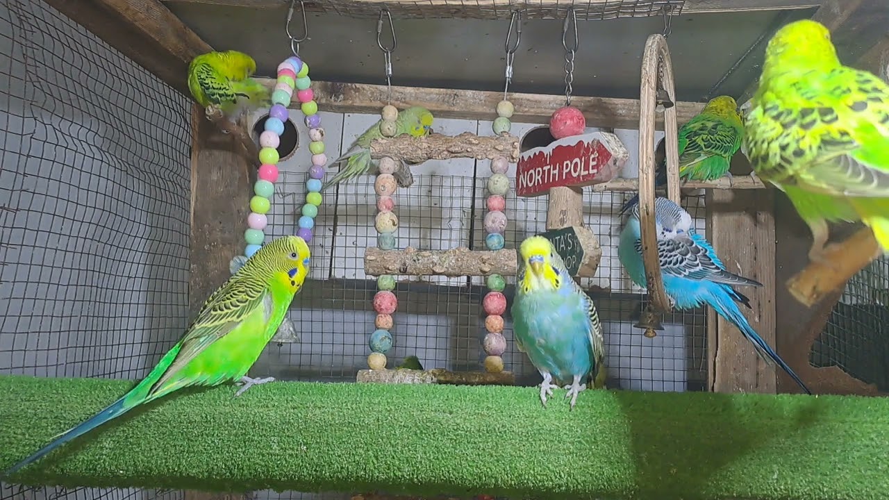 “Cuteness Overload! Budgie Babies in Real Time ❤️”