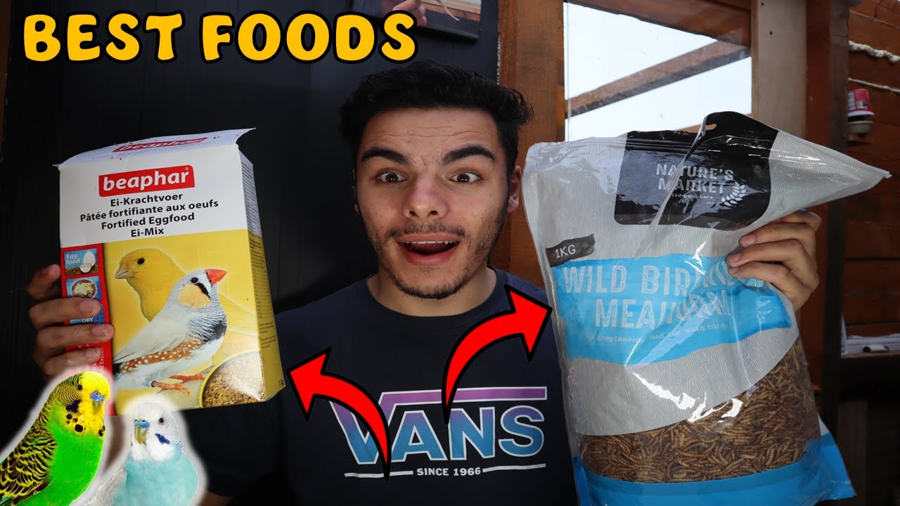 TOP 5 FOODS FOR BREEDING PET BIRDS! | Lucas Ferraz