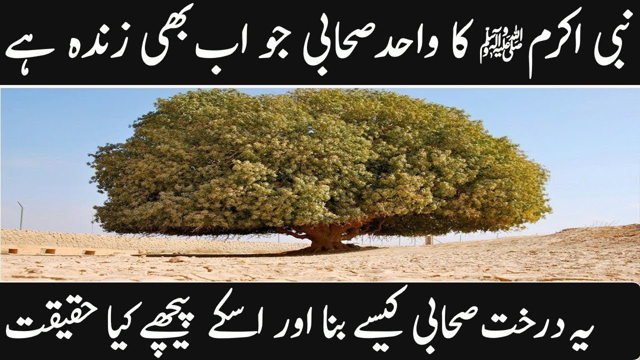 Nabi Pak SAW ka sahabi Darakht #MuhammadSAW #sahabi #islam