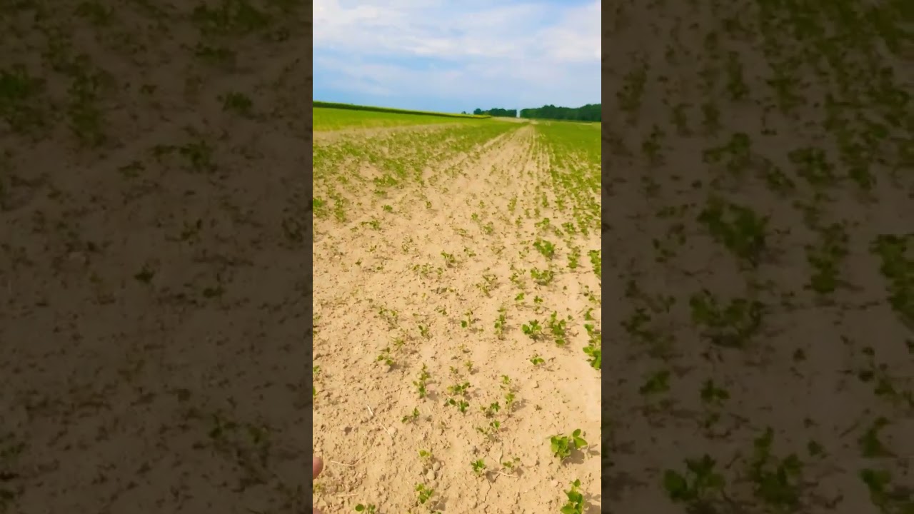 Pierwsze błędy w uprawie soi 2023