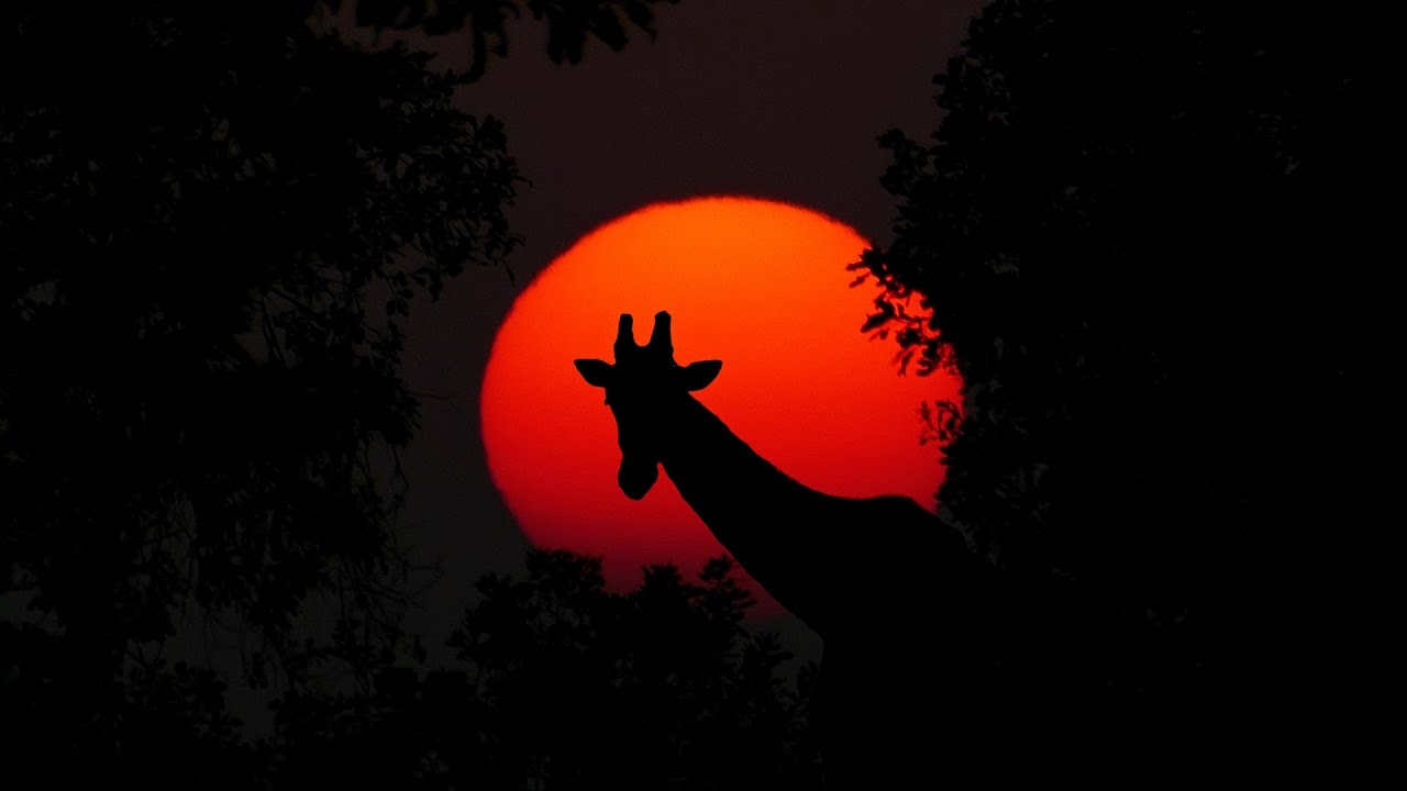 🦒🐅🐆Atardecer  y noche  al estilo Africano 🌅 |  para Relajarse 🦬🫎🐪