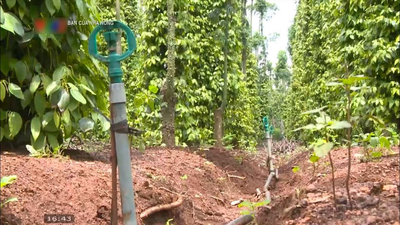 Cách trồng và chăm sóc cây hồ tiêu cho năng suất cao