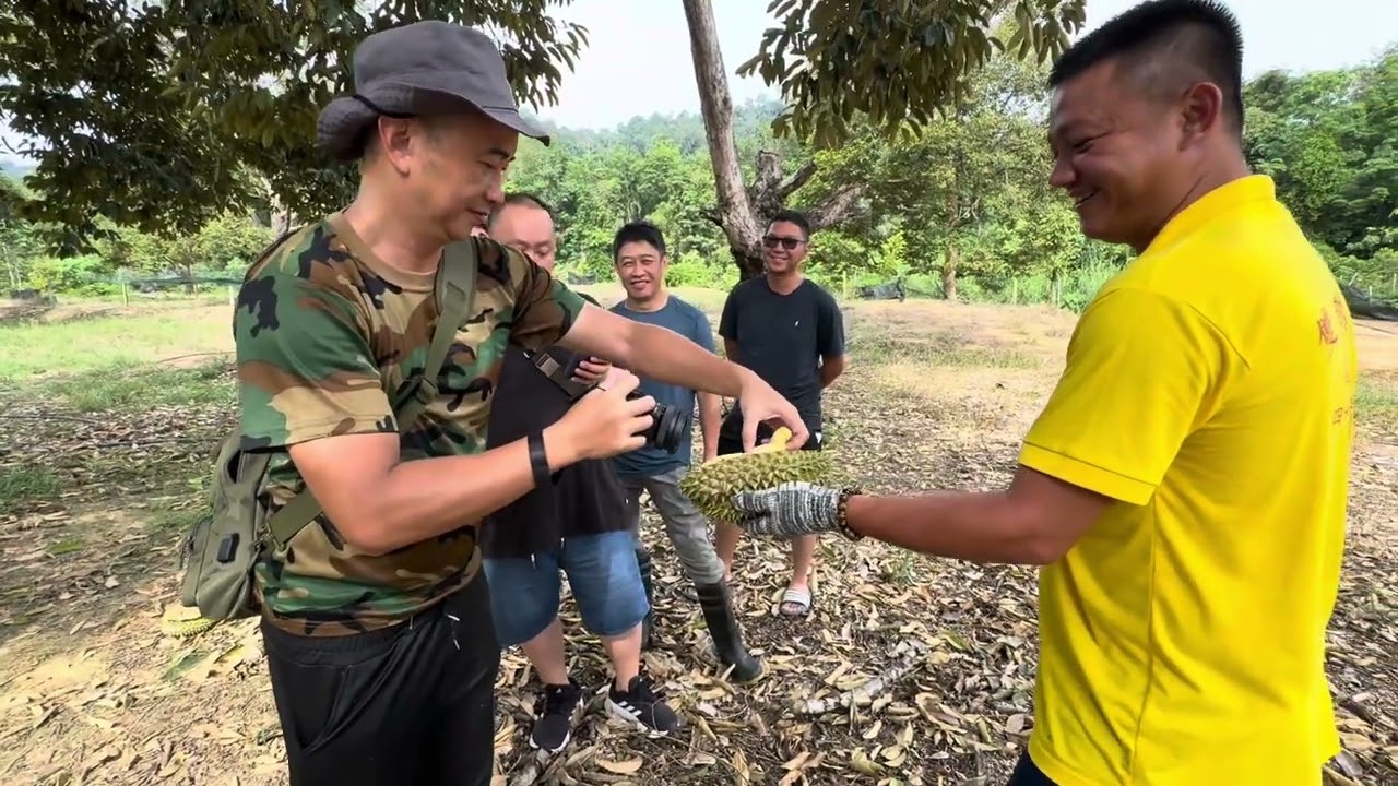 Sungai Jerik Pahang 40年老树 杨桃榴莲！没有农药，还没有注册！每一季都被马来人追购！