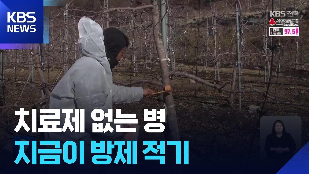 과수화상병 방제 적기…“겨울철에 궤양 없애야” / KBS  2026.01.24.