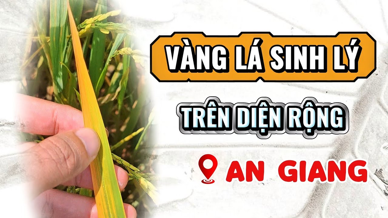 THĂM RUỘNG THỰC TẾ - VÀNG LÁ SINH LÝ TRÊN ĐIỆN RỘNG TẠI CÁC TRÀ LÚA CONG TRÁI ME VÀ ĐỎ ĐUÔI🌾