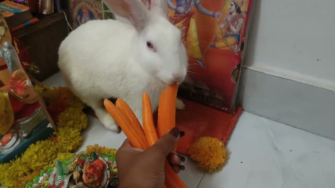 Gajar khata hua chattu part 7
