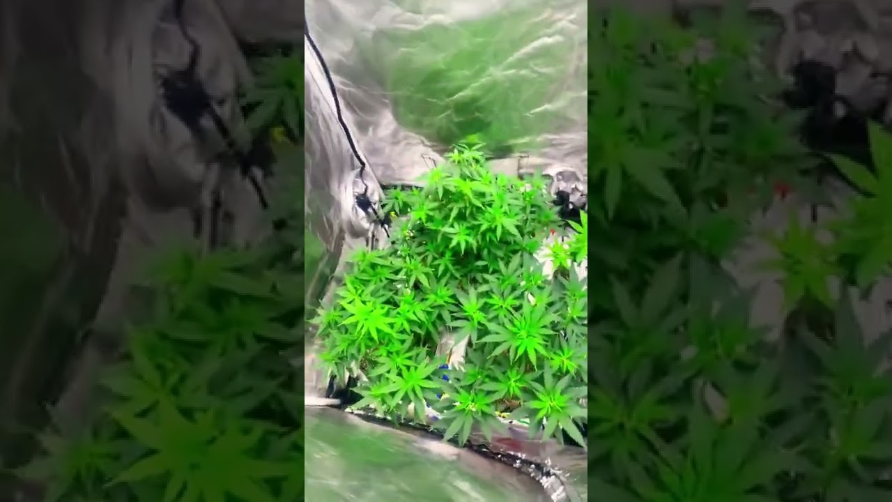 #ilgm #indoor #goldleaf #Gfog #viral #trending