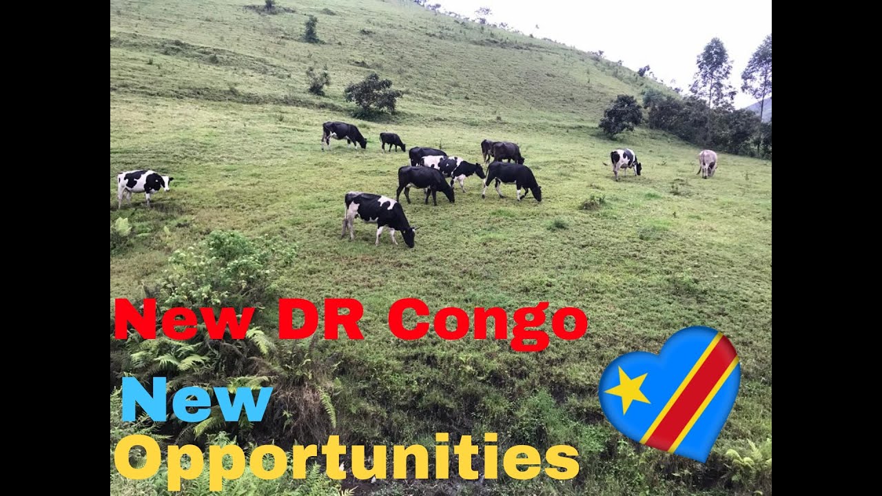 Visit To A Cattle Farm Near Goma Kivu/DR Congo - Visite D'une Ferme D'élevage Près De Goma Kivu/RDC
