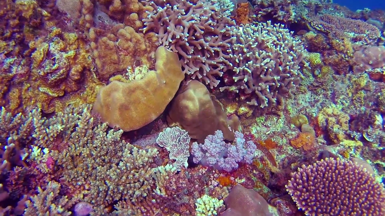 Diving Capones Island (Watch in HD)
