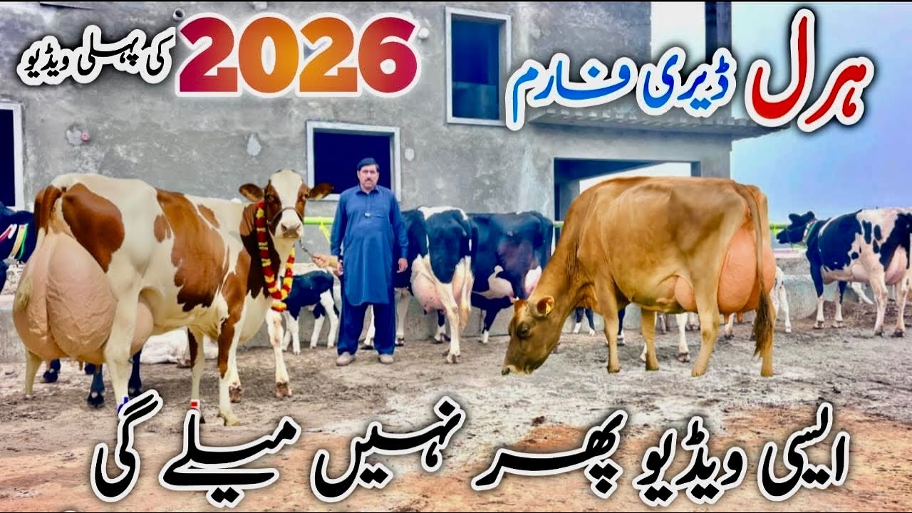 Haral Dairy Farm | Imported Milking Cows for Sale | Big Size Cows | Sargodha Pakistan 