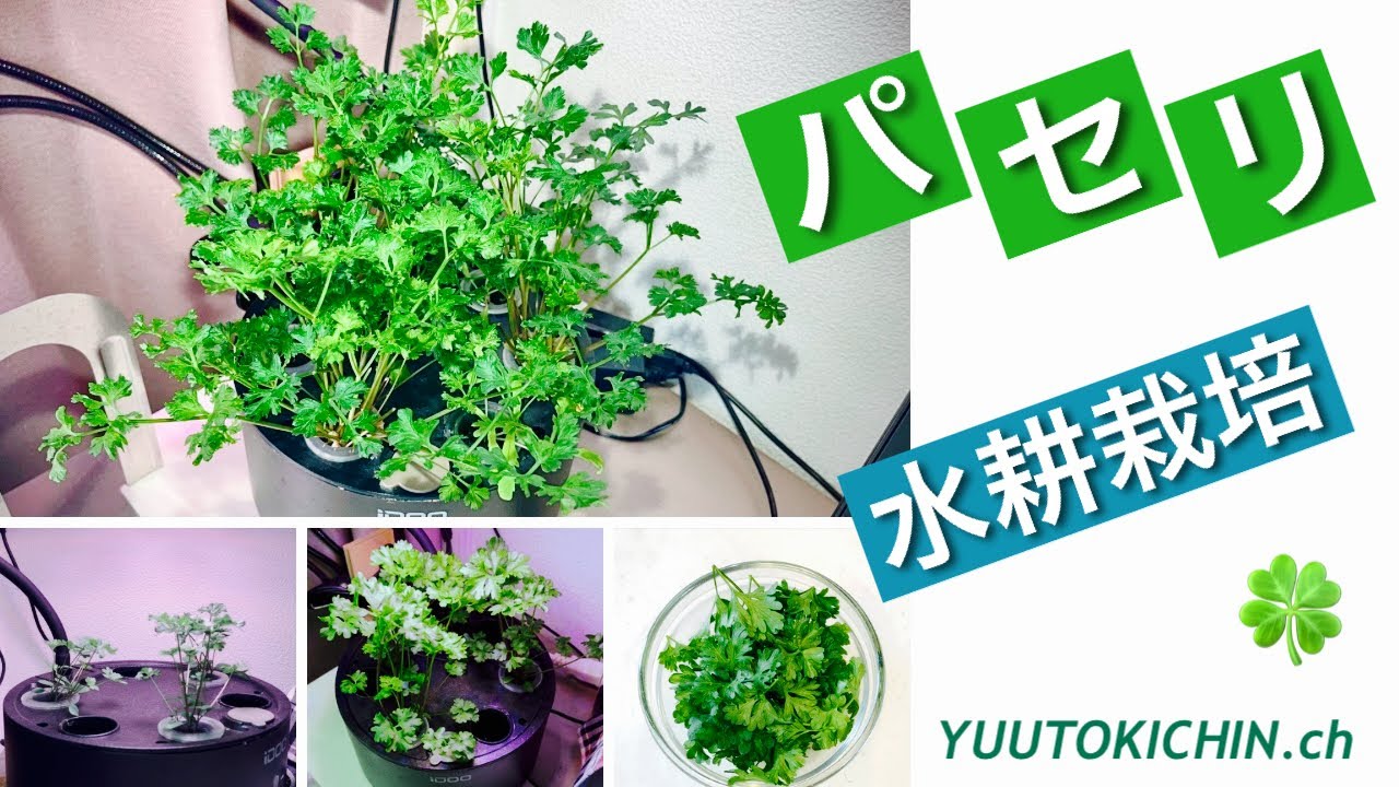 [DIY] iDOO 水耕栽培キットで「パセリ」を栽培
