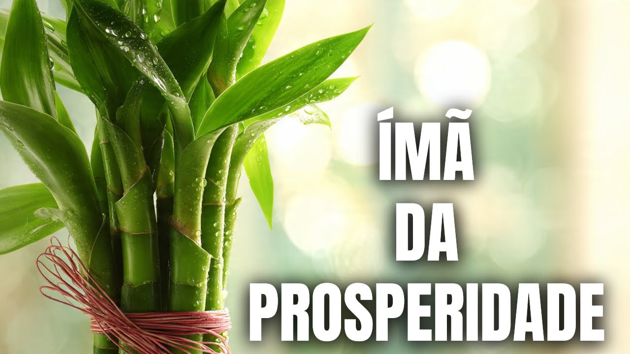 Bambu da Sorte: Como Usar Essa Planta Para Atrair Dinheiro e Paz