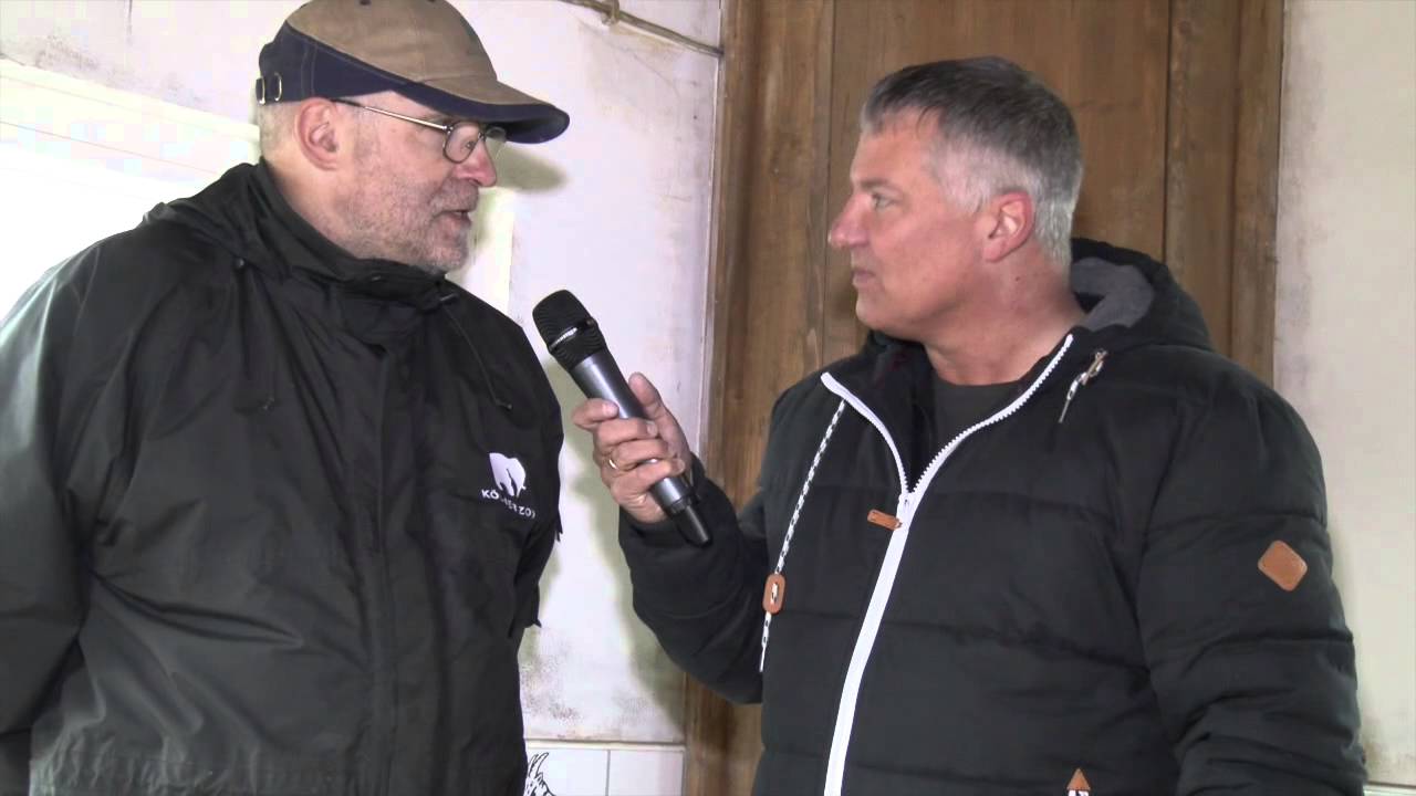 Gei&szlig;bock Hennes