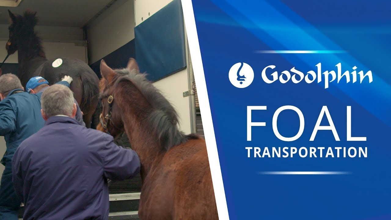 Foal Transportation | Newmarket to Ireland