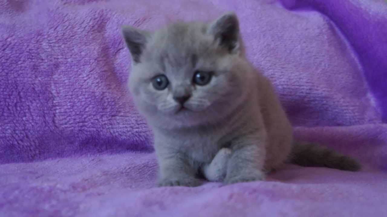 TARRA - 4, 5 tygodnia- koty brytyjskie  -  British Shorthair Cattery