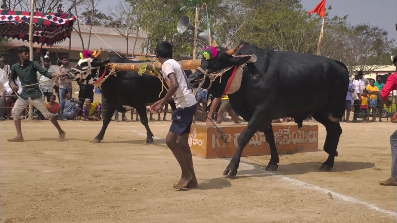కుందుర్పి మండలం అప్పిలేపల్లి గ్రామం జనరల్ పందెం విభాగం3వ జత YVR బుల్స్ వీరేష్ యాదవ్ గొల్లల దొడ్డి 