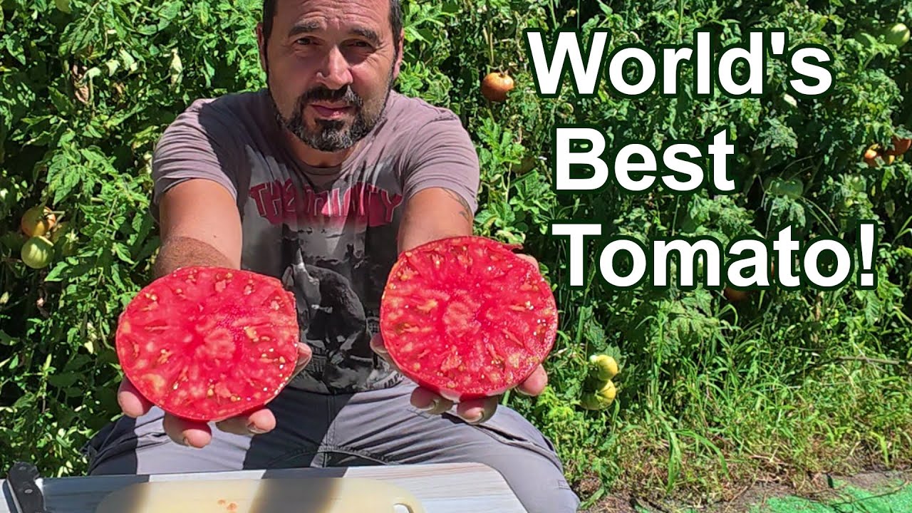 I Have Grown The WORLD'S BEST Tomato!