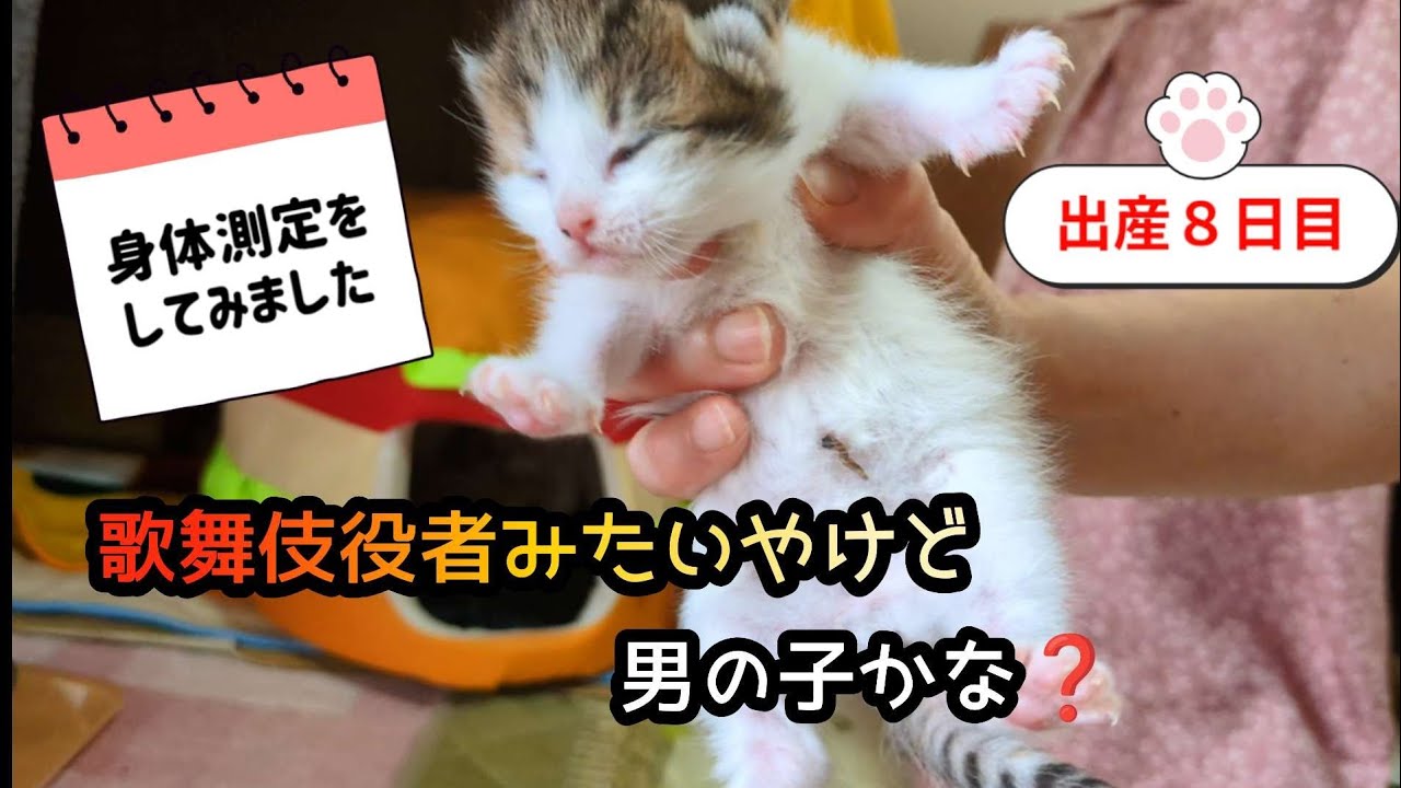 [生後８日目]初めて身体測定してみました❤️