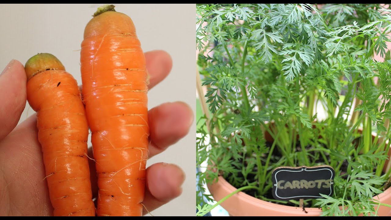 Growing Carrots in Containers | Seed to Harvest