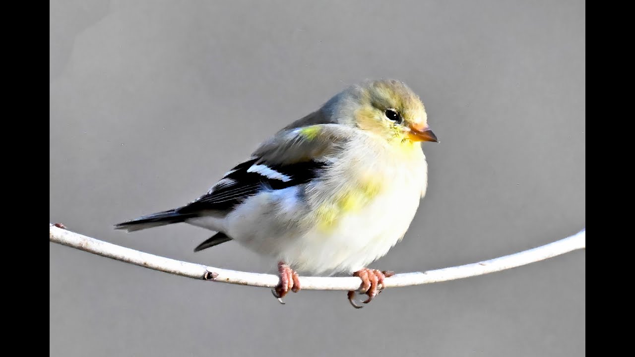 The Goldfinch  - North America's Little Jewel