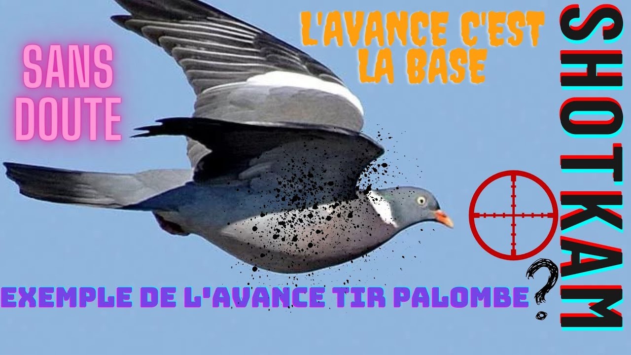 Comment tiré les palombes. exemple avec la shotkam