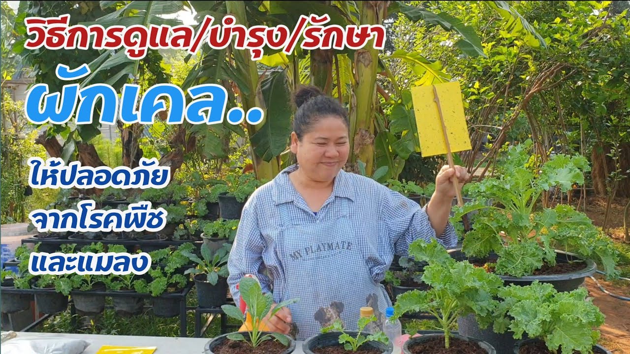 ดูแลผักเคลยังไงให้ปลอดภัย​จากแมลง​ คลิป​นี้จะมาบอกค่าา..#หมู​อ้วน​ช​ว​นท​ำ​เกษตร​