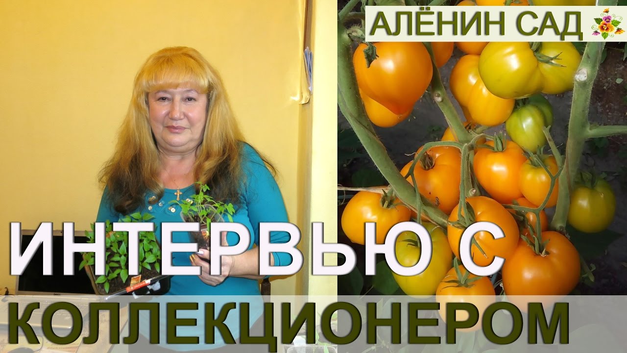 ИНТЕРВЬЮ С КОЛЛЕКЦИОНЕРОМ 1300 СОРТОВ ТОМАТОВ 🍅 1. Ответы на вопросы моих зрителей