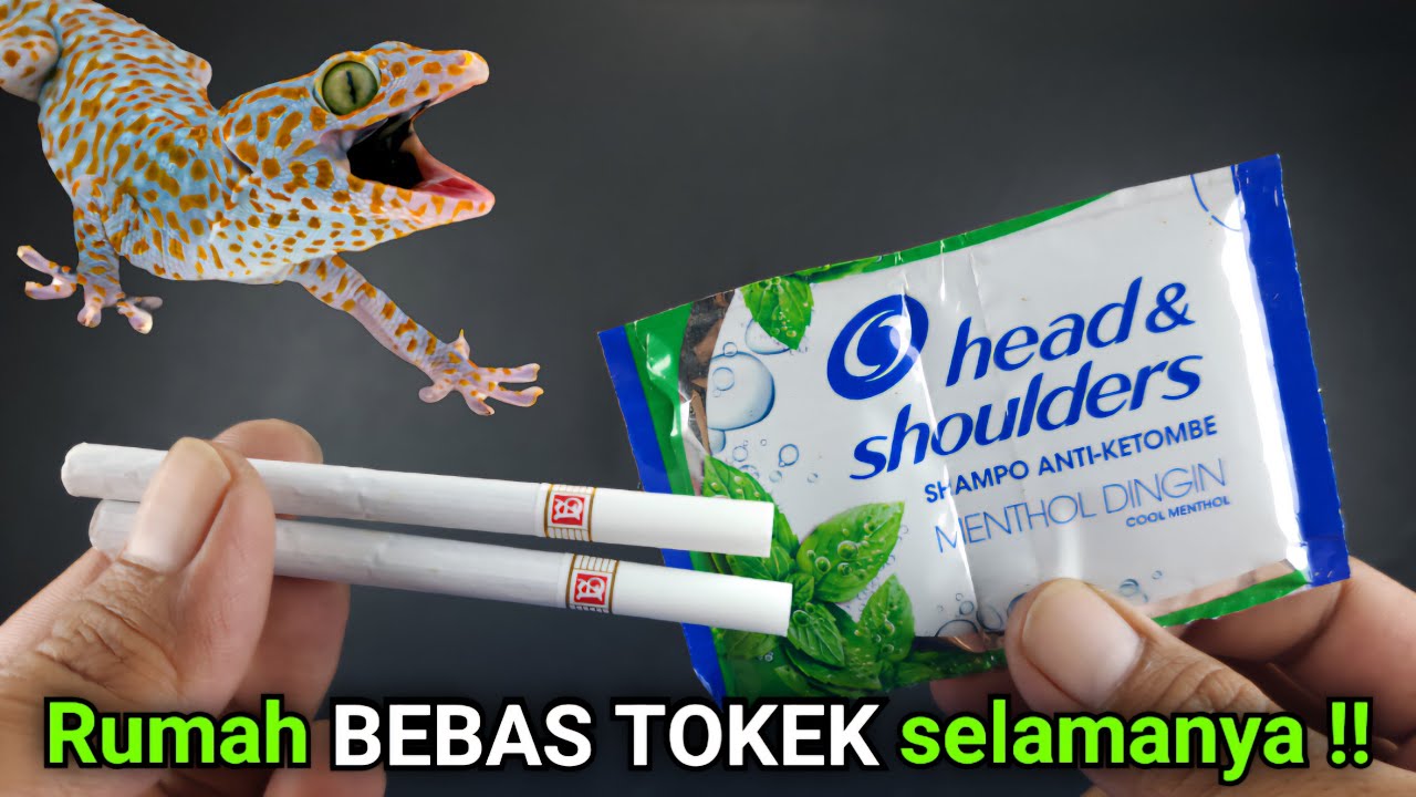 RAMUAN AMPUH PENGUSIR TOKEK ‼️