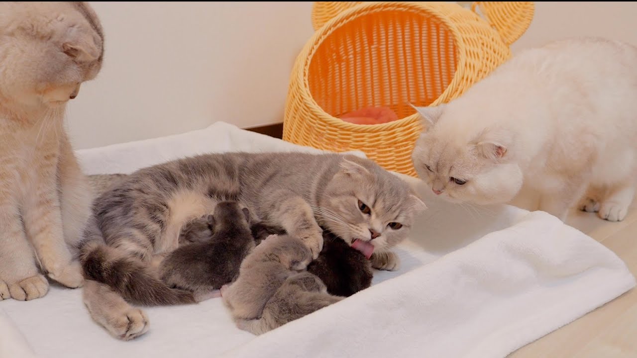 Папа-кот тоже может захотеть поучаствовать в уходе за детьми! ?