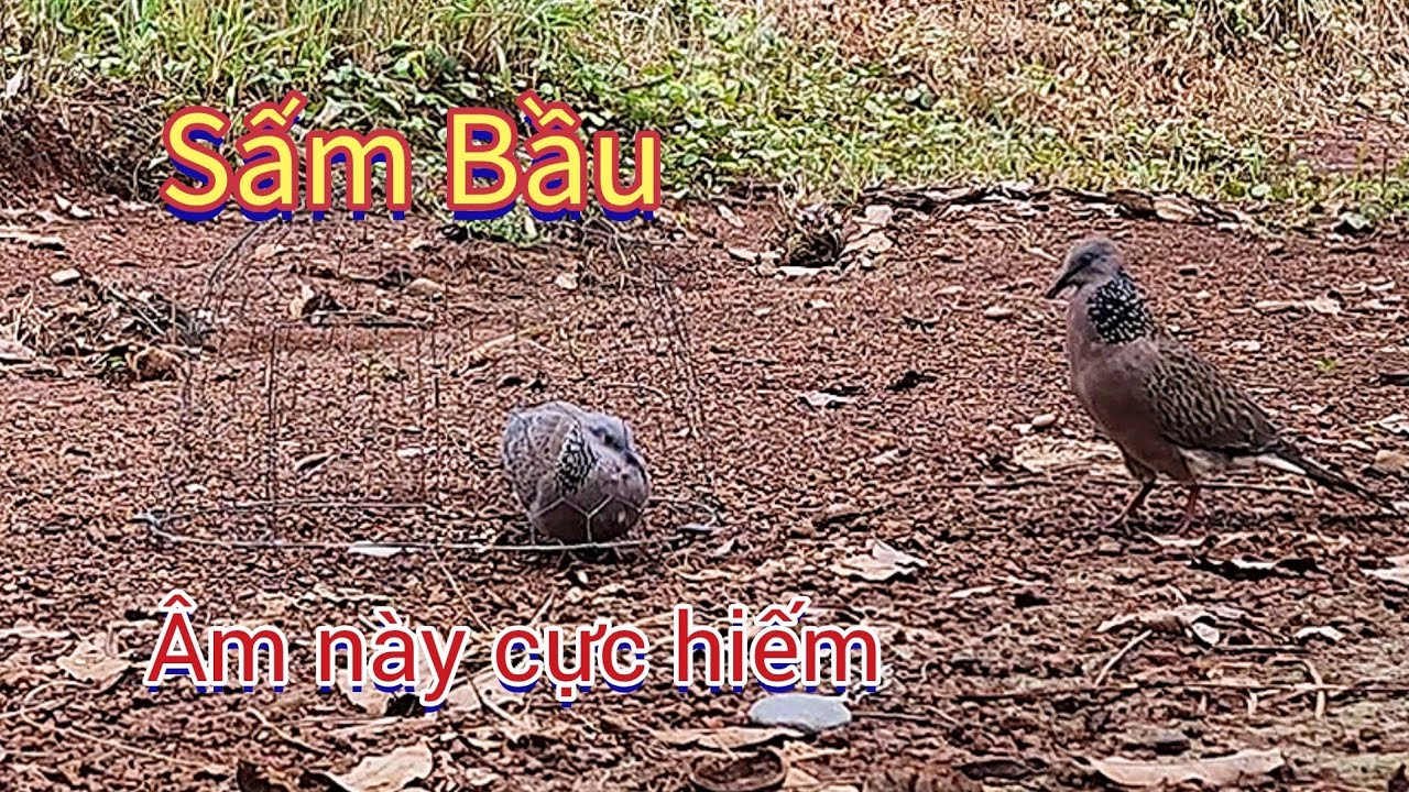 Sấm Bầu âm giọng cực hiếm gặp.clip 916.(bổi đã giao lưu) Nguyễn Quân