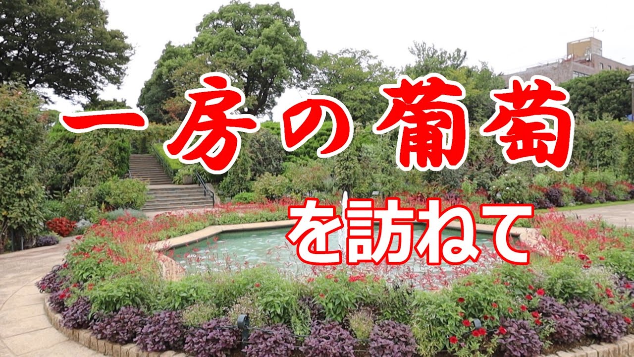 「一房の葡萄」を訪ねて　山手から山下公園を歩く