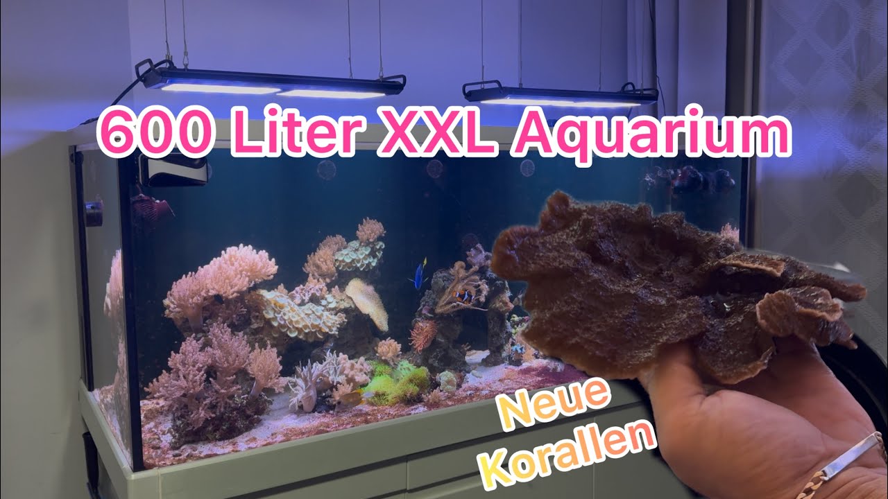 Die Realität: Neue Korallen, Aquamedic Dosieranlage & Pflege - 600 Liter Redsea Meerwasseraquarium