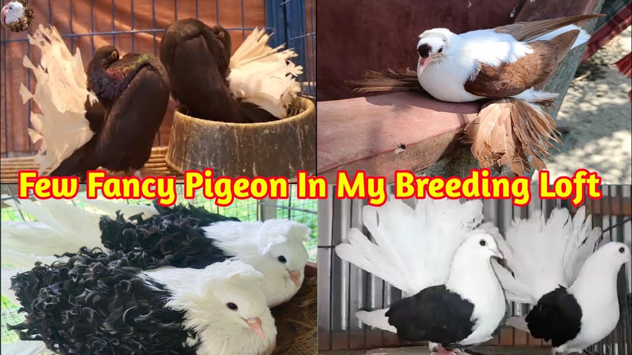 Best Quality Fancy Pigeon Breeding Pair For Sale//Top Quality Fancy Kabootar |#fancypigeon_kabootar