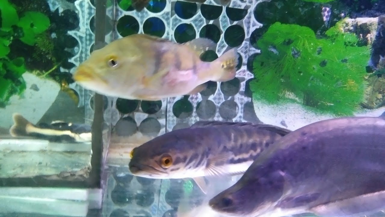 IKAN PREDATOR #49