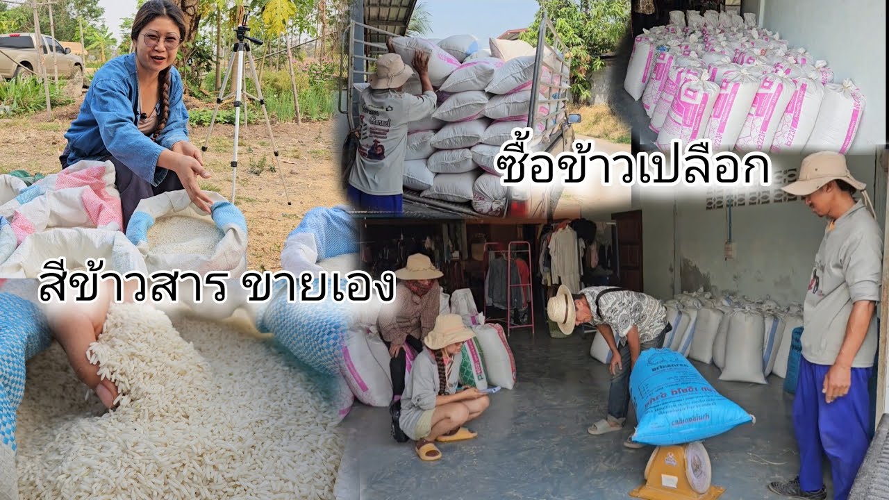 EP.46 ขายข้าวสาร  รับซื้อข้าวเปลือกมาสีเป็นข้าวสารขาย