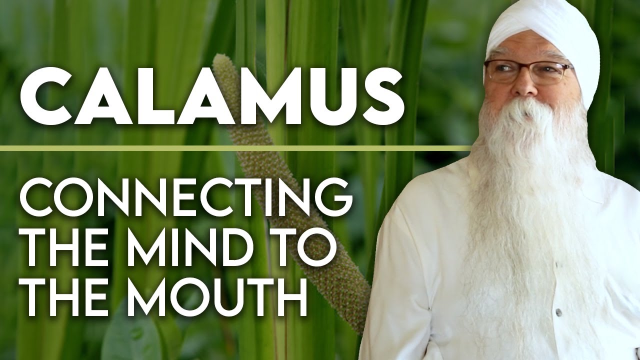 Acorus calamus: Uses, Cautions & a Beautiful Story | KP Khalsa