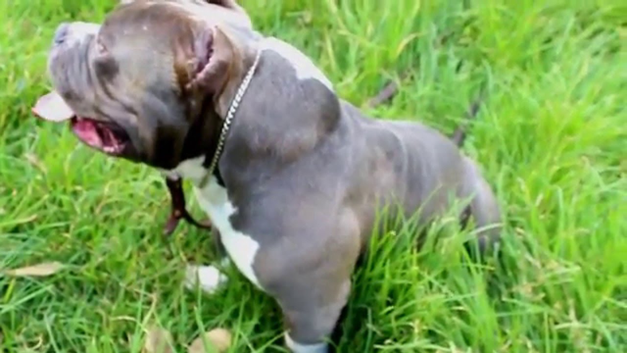 BLAST.TV EXTREME POCKET AMERICAN BULLY MIAGI EXOTIC BLOOD LINE MURLOC info 5518260227 Braulio