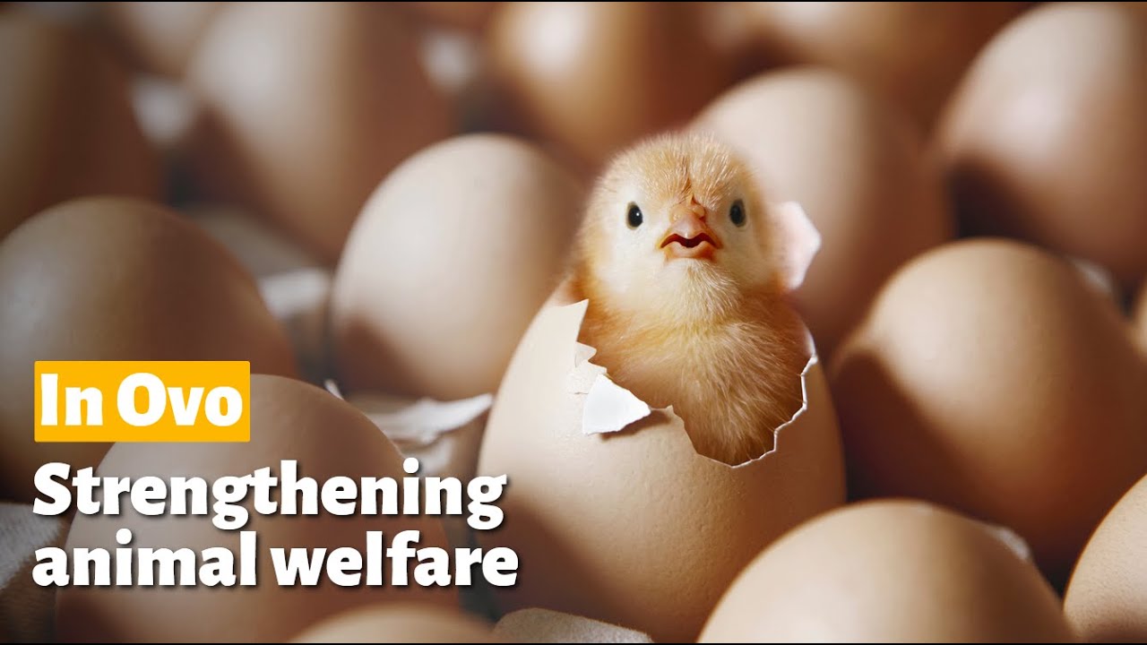 Strengthening animal welfare with In Ovo