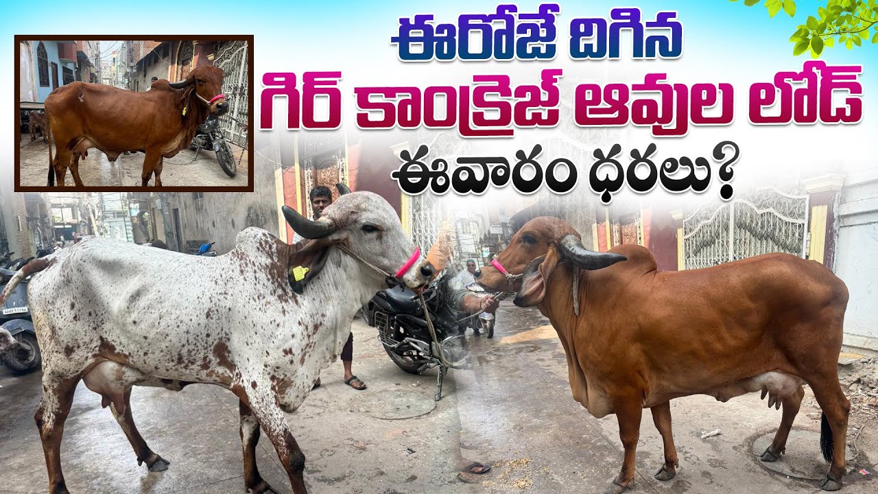 ఈరోజే దిగిన గిర్ కాంక్రెజ్ ఆవుల లోడ్ || Gir Kankrej Cow Price in Hyderabad 