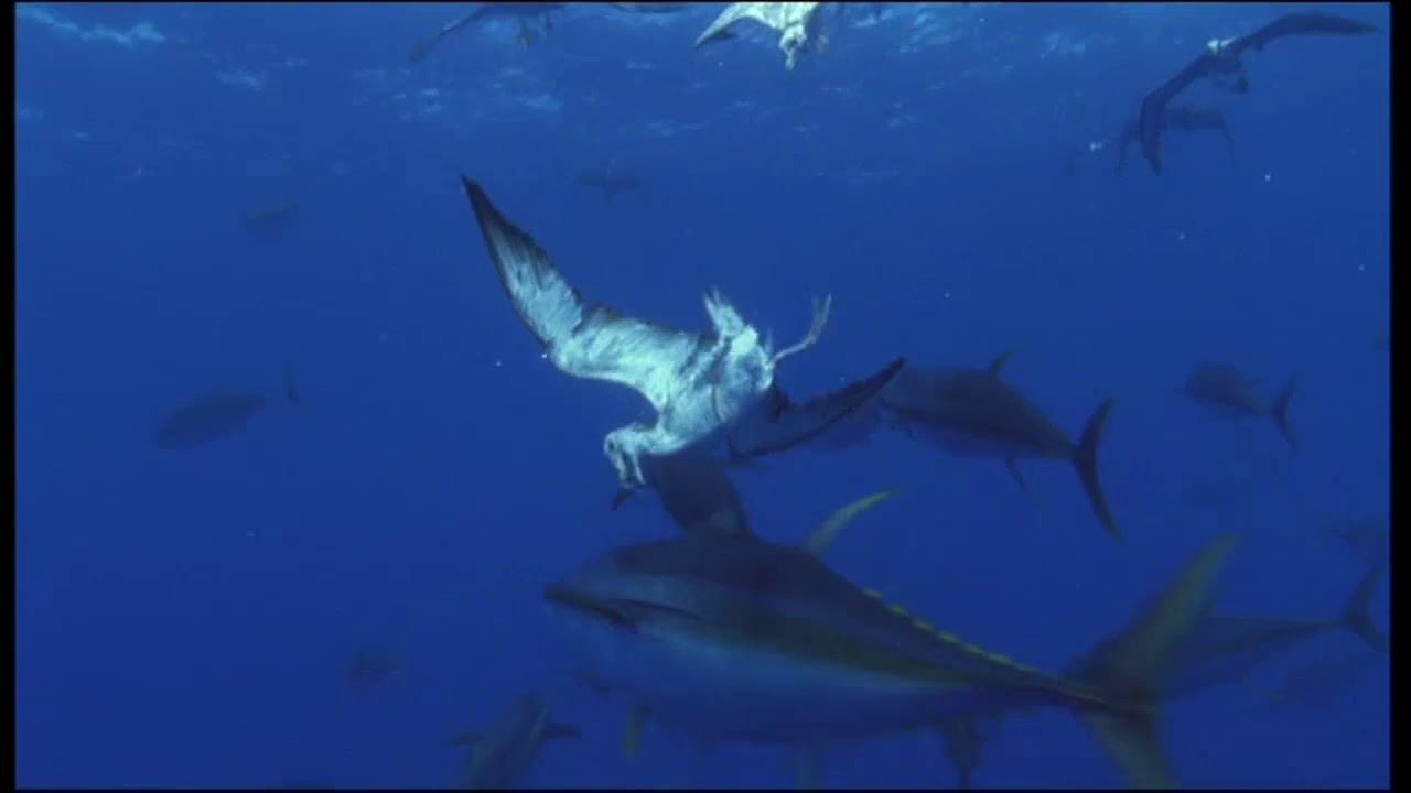 Как охотятся желтопёрые тунцы (Thunnus albacares) совместно с буревестниками на косяк макрели ?
