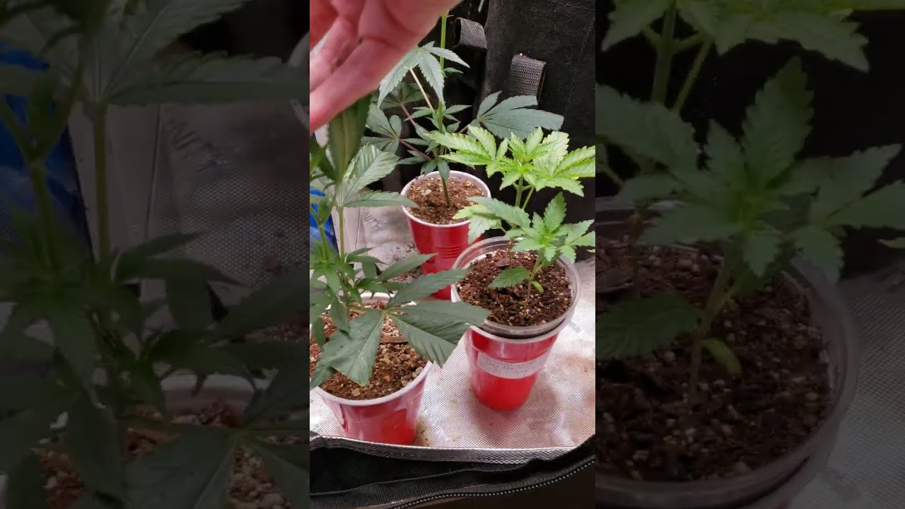a look into my 2x2x4 aci tiny tent video boomer learning to grow series may 7 2023