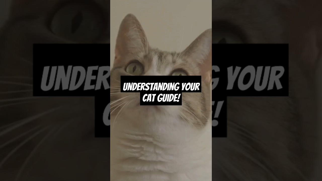 Cat Communication 101: How to Read Your Feline&rsquo;s Silent Signals
