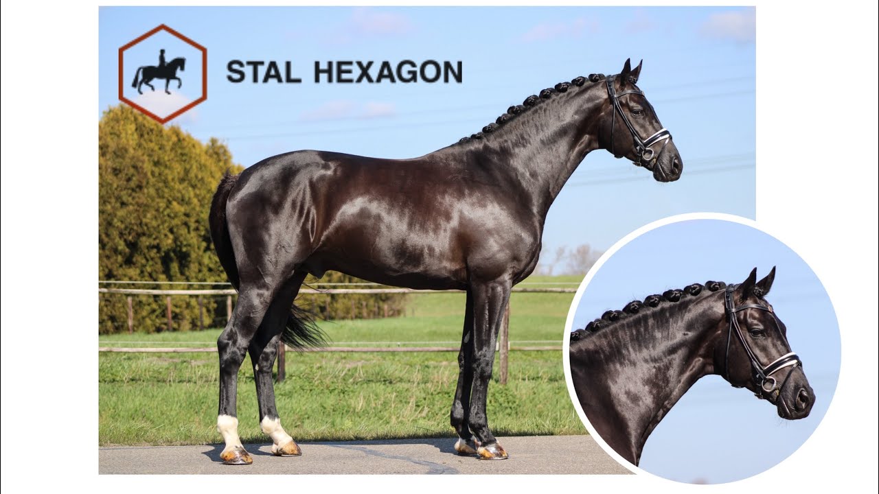 Hexagons Kaygo (Capri Sonne Jr x Westpoint x Rubiquil)