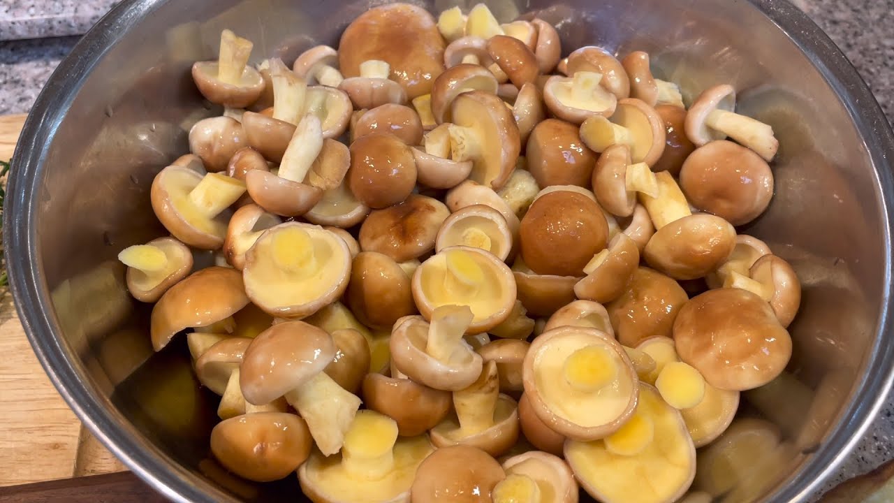 🍄‍🟫 How to identify and process Slippery Jack mushrooms, how to pickle mushrooms