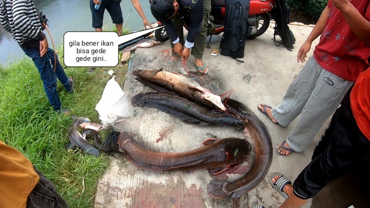 Jadi Tontonan Warga..!! Habis Banjir Banyak ikan ikan Monster Pada Hanyut Ke Bendungan