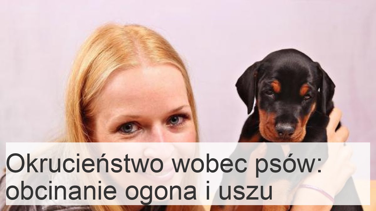 Dlaczego obcinanie ogona i uszu psom jest złe?